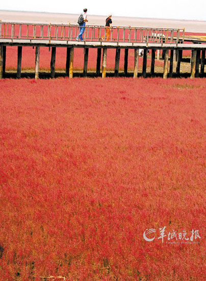 遼寧盤錦紅海灘，面積達(dá)9萬(wàn)畝