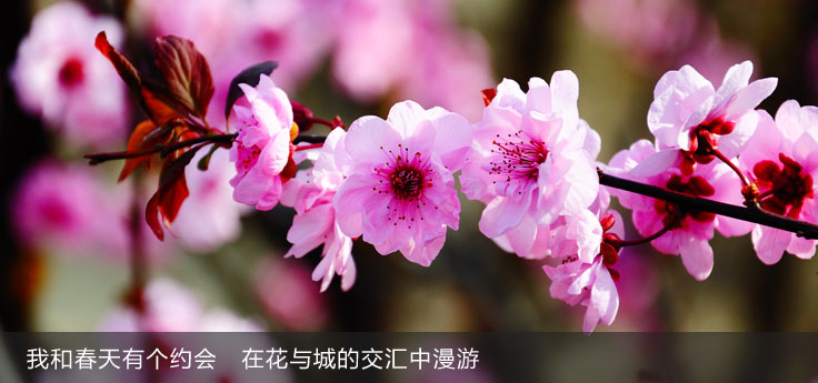 我和春天有個(gè)約會　在花與城的交匯中漫游